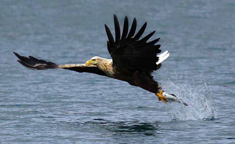 norway sea eagle safari