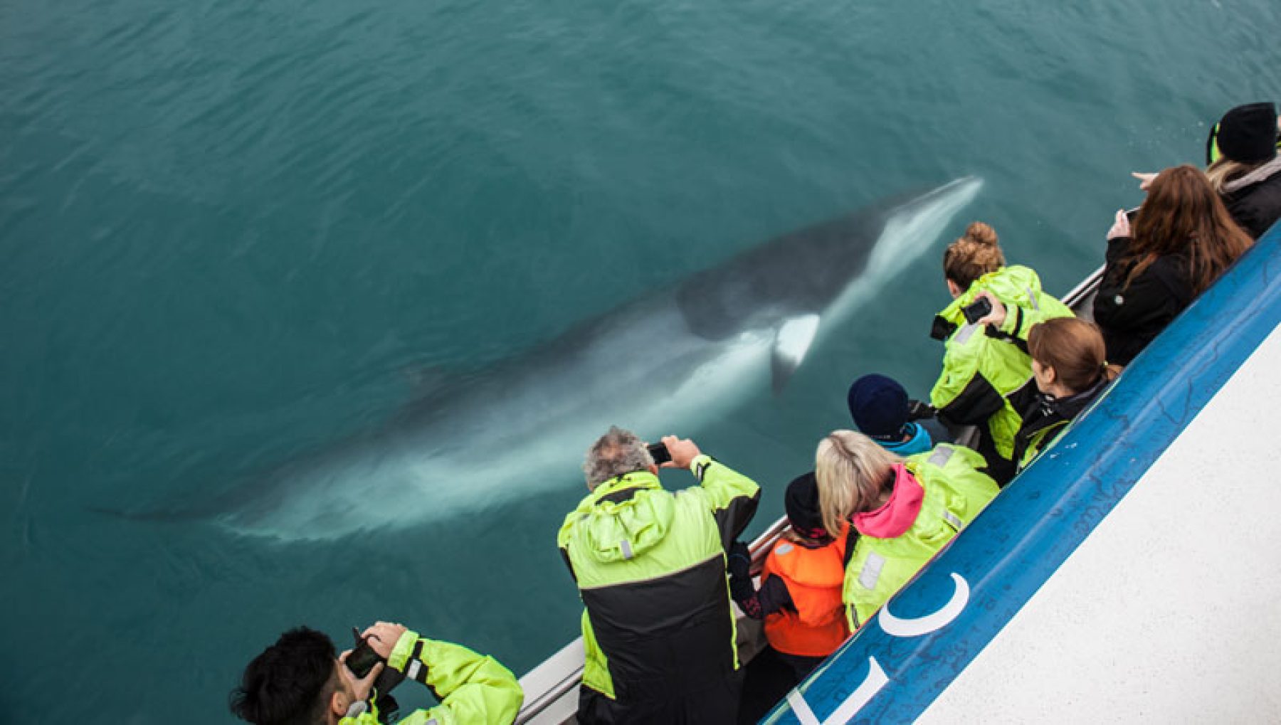 reykjavik whale watching minke st