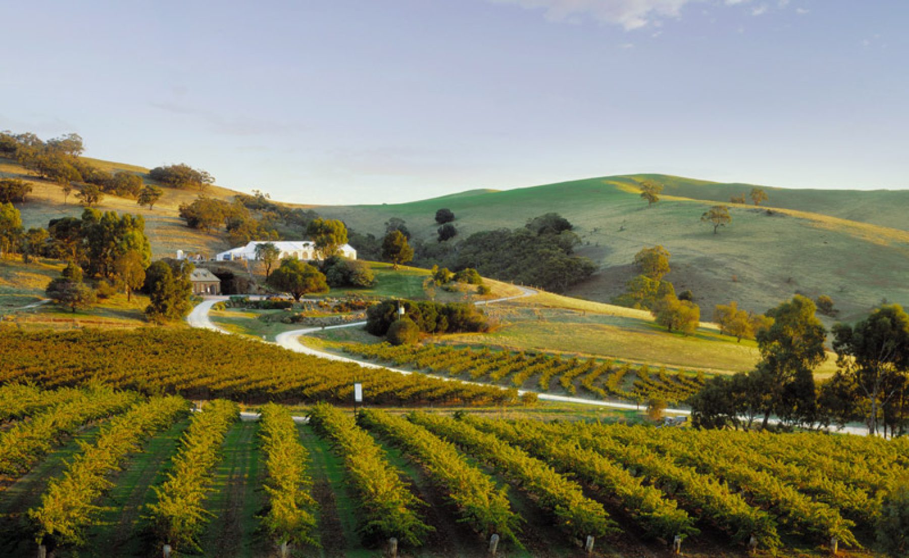 south australia barossa valley vineyard