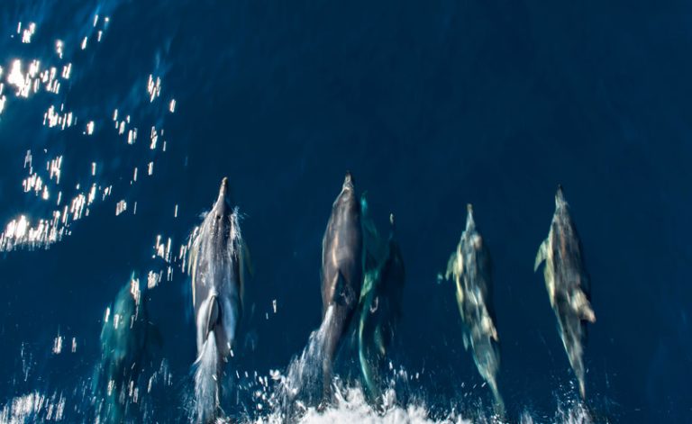 south australia temptation sailing wild dolphins