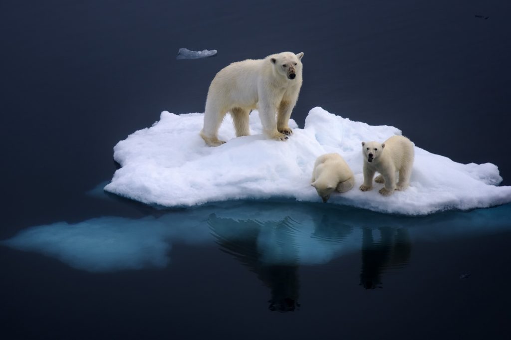 spitsbergen polar bear and cubs db