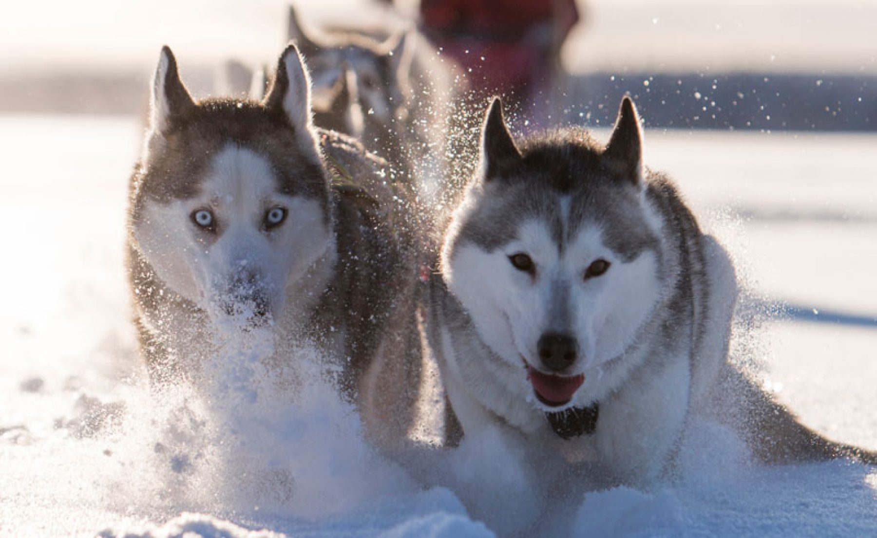 swedish lapland drive your own dogsled tour lulea