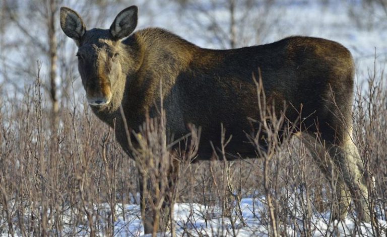 swedish lapland moose winter
