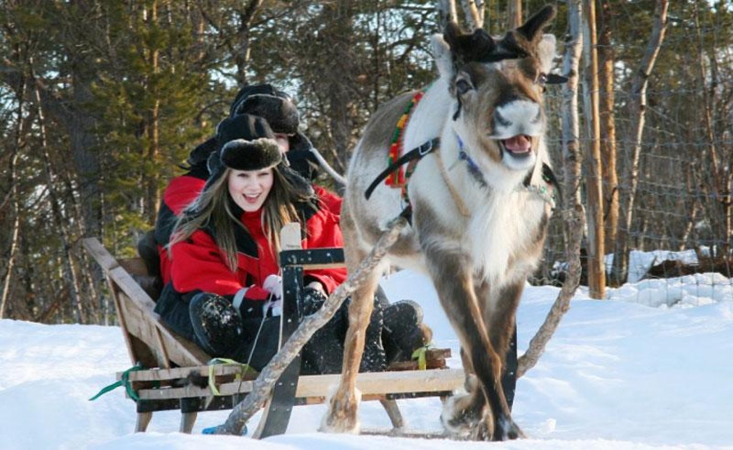 swedish lapland reindeer sledding ripan