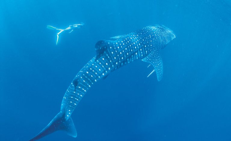western australia coral bay whale shark swimming twa