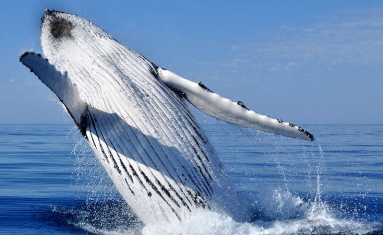 western australia exmouth humpback whale breaching