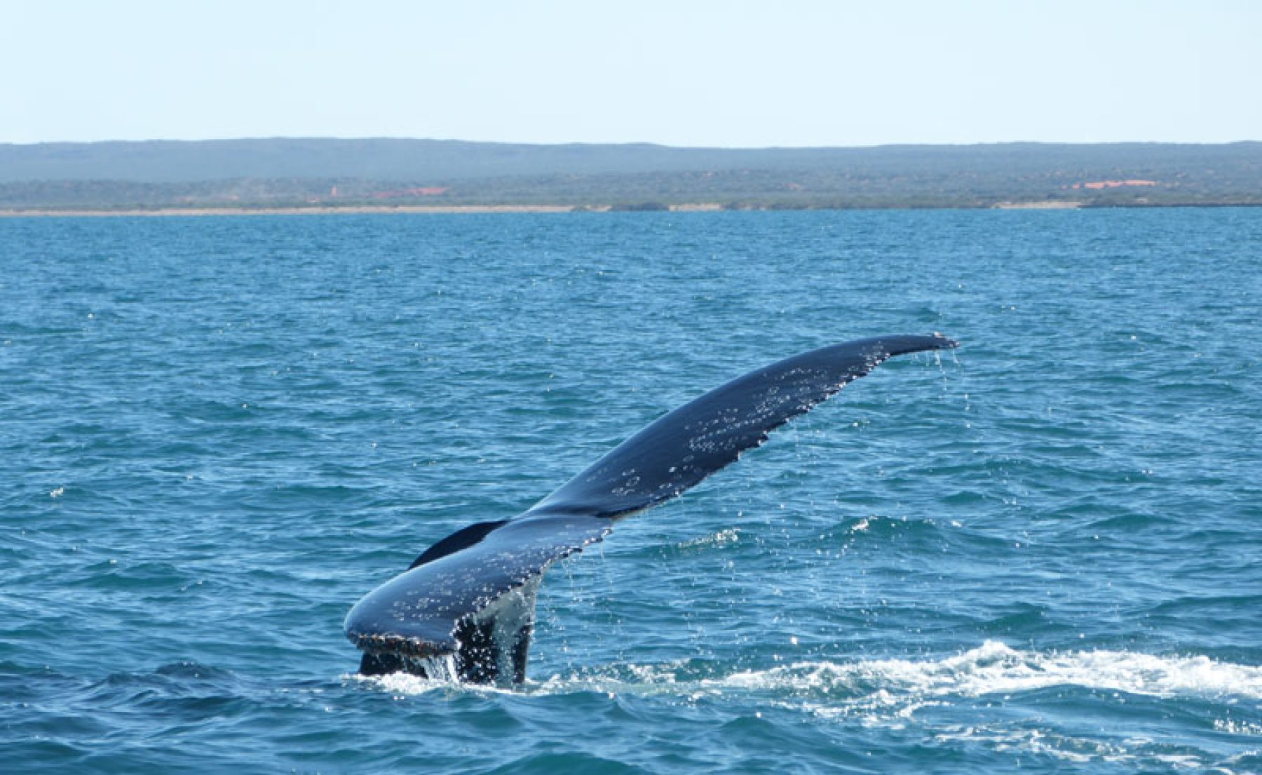 western australia exmouth humpback whale tail