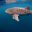western australia ningaloo whale shark istk