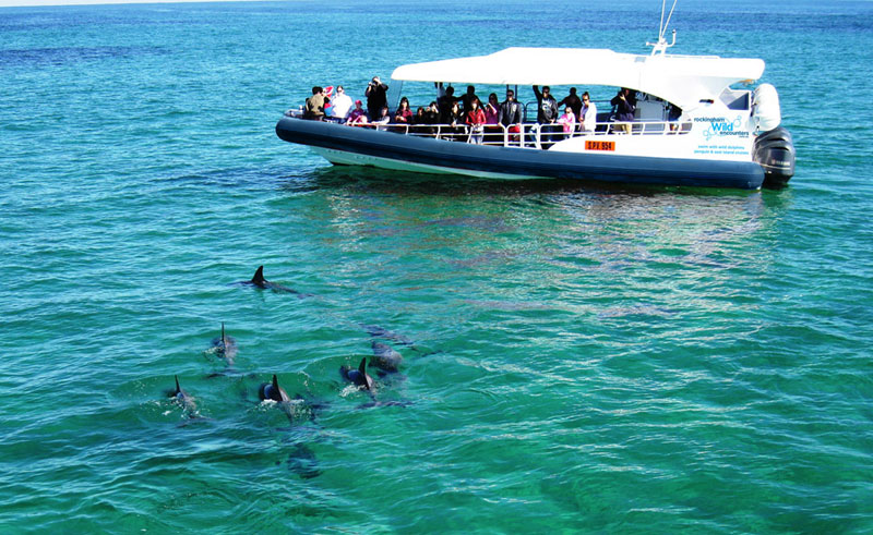 western australia rockingham dolphin watching rwe