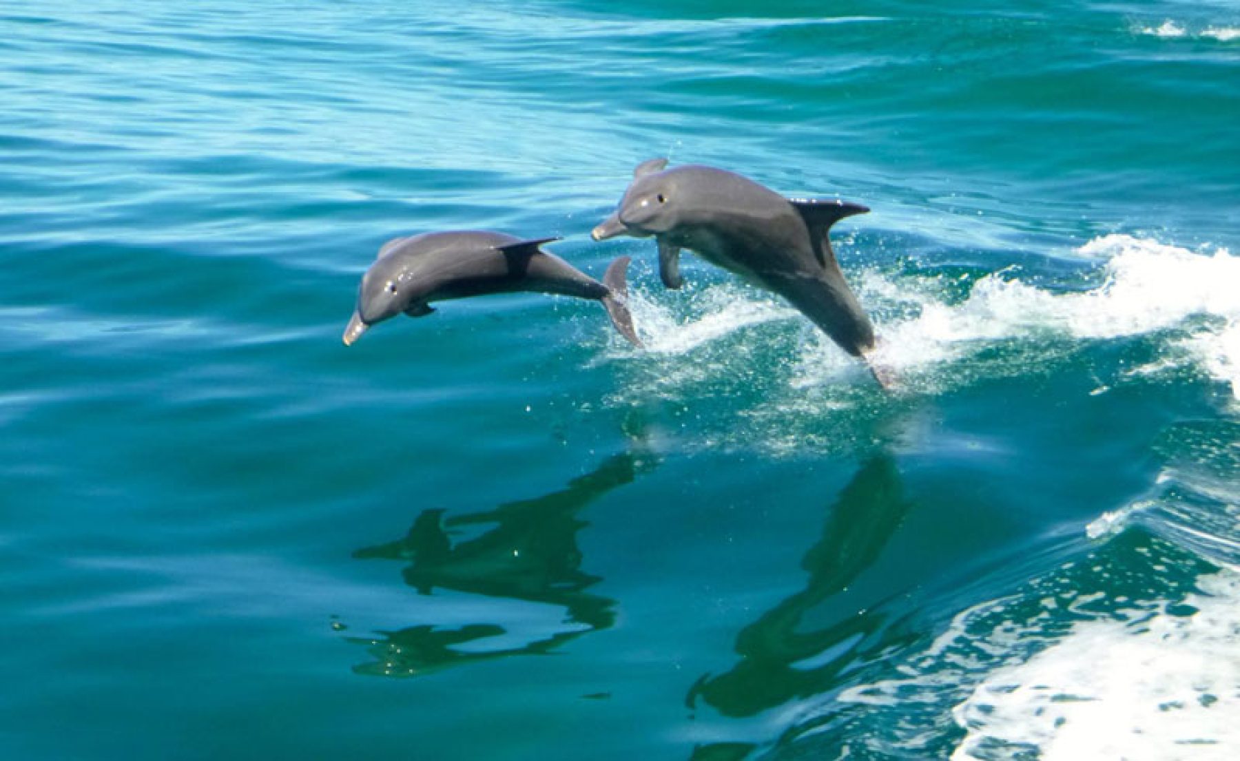 dolphin watch cruise rockingham