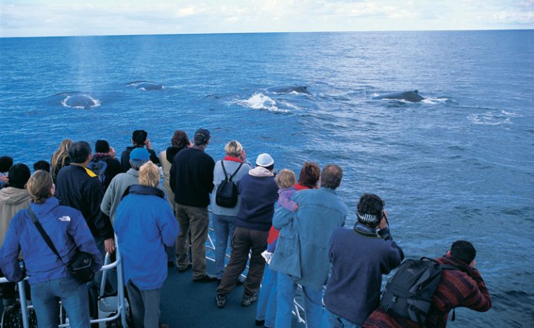 western australia whale from boat augusta