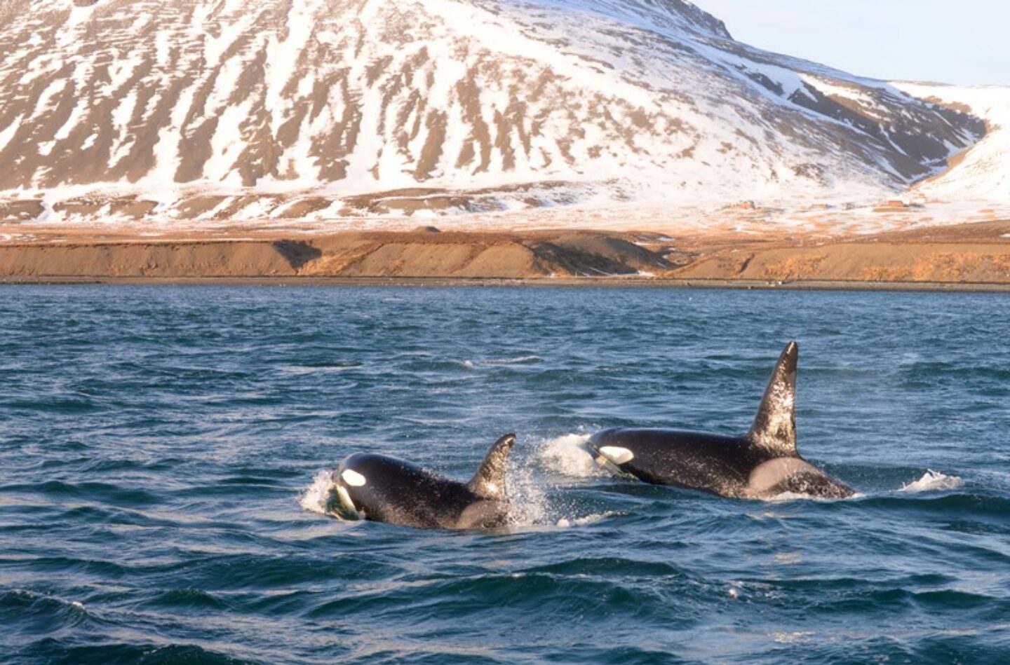 Iceland Orcas