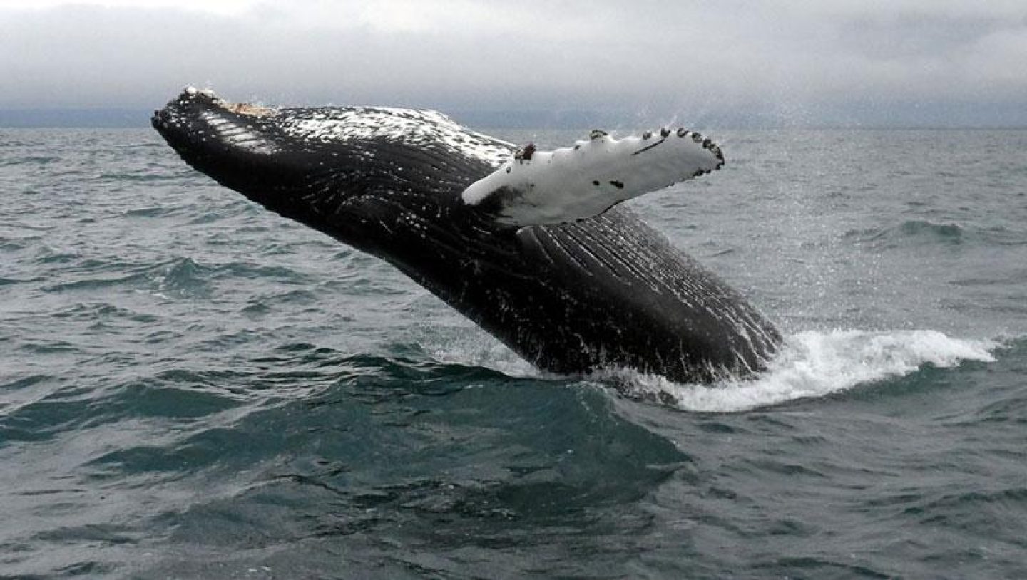 Iceland husavik Humpback Whale