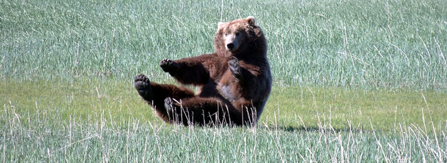 alaska katmai grizzly bear