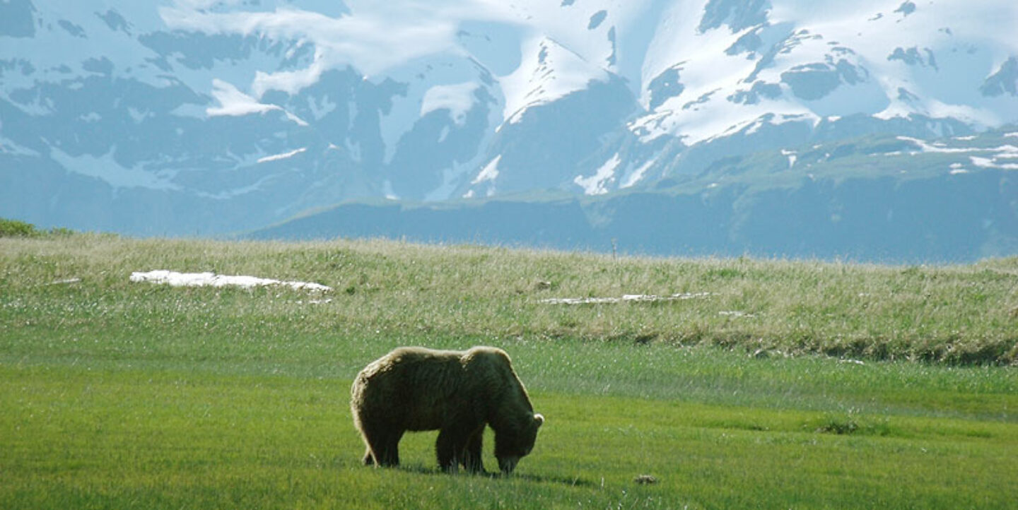 alaska katmai grizzly bear2