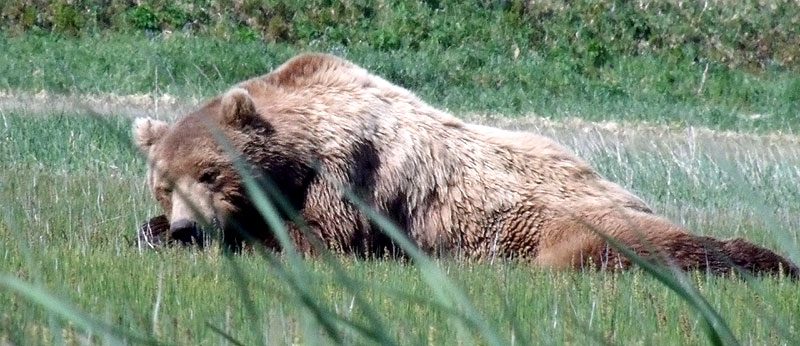 alaska katmai grizzly bear3