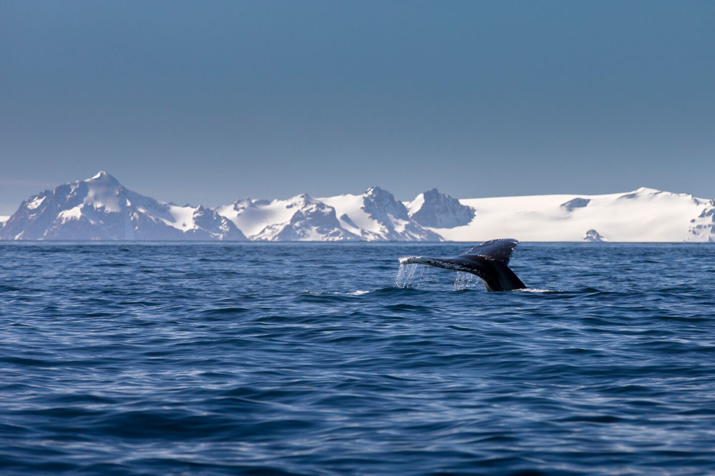 antarctica bransfield strait humpback tail istk