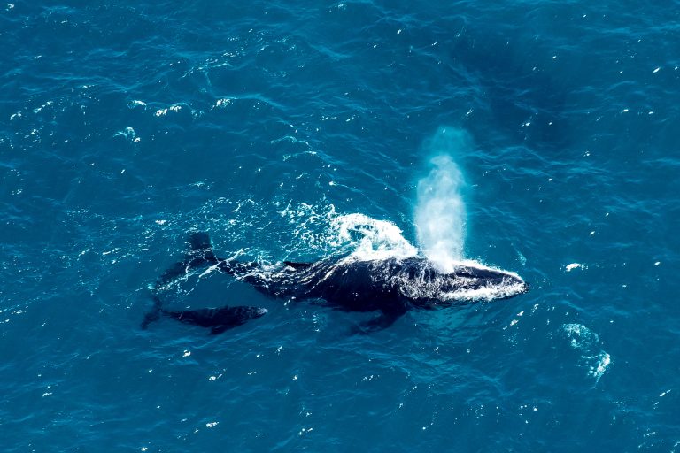 antarctica falkland islands aerial shot humpback and calf istk