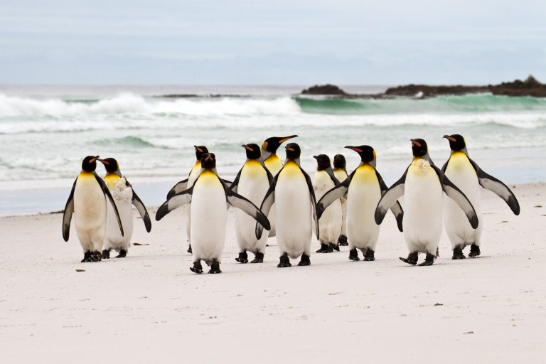 antarctica falkland islands king penguins volunteer point istk