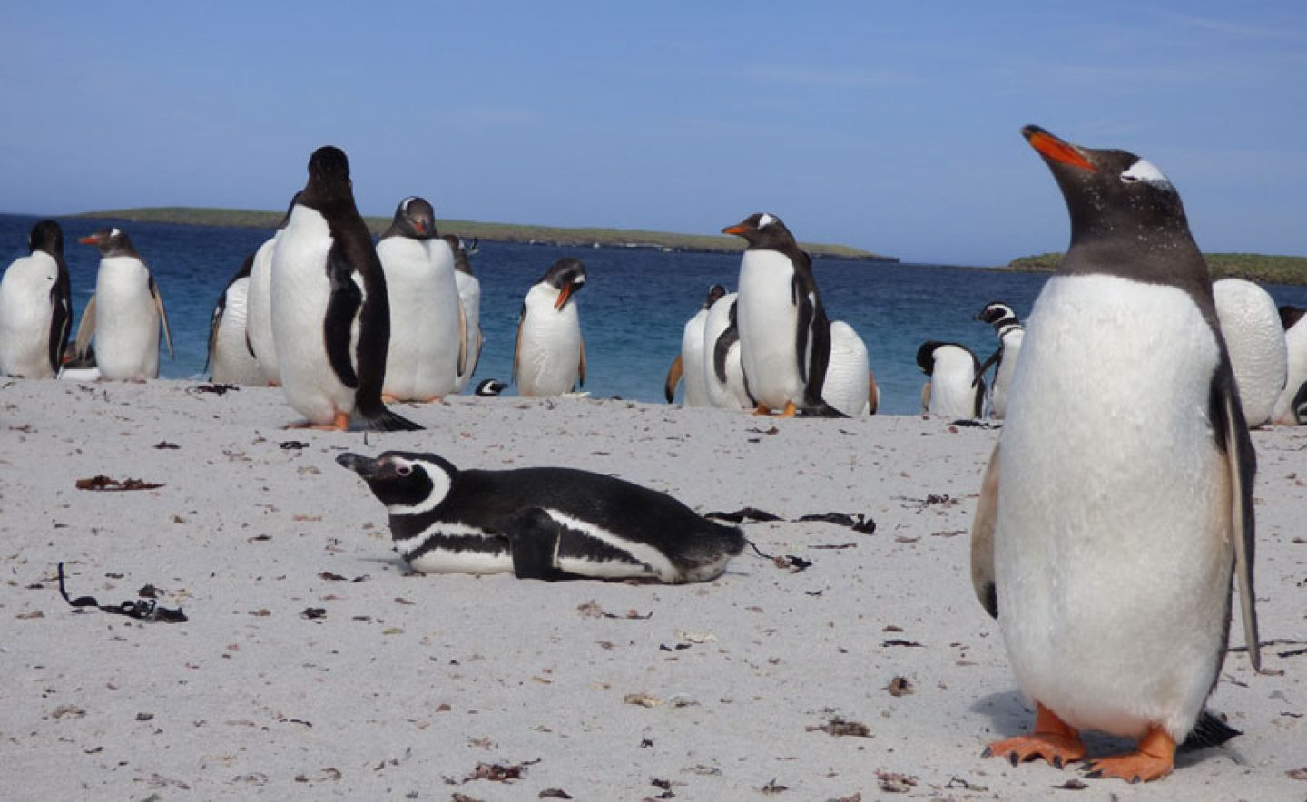 antarctica falklands bleaker island penguins