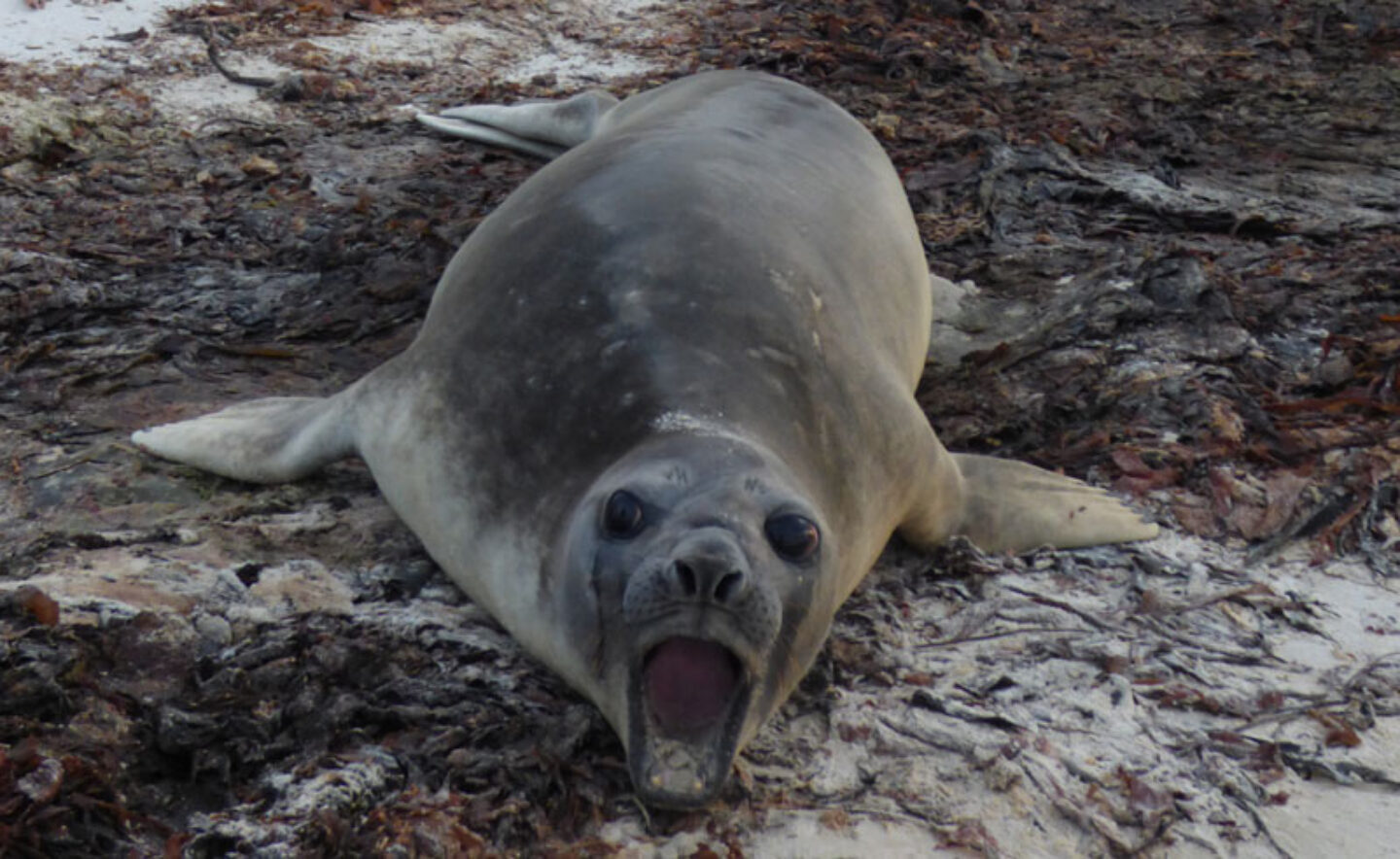 antarctica falklands carcass island elephant seal