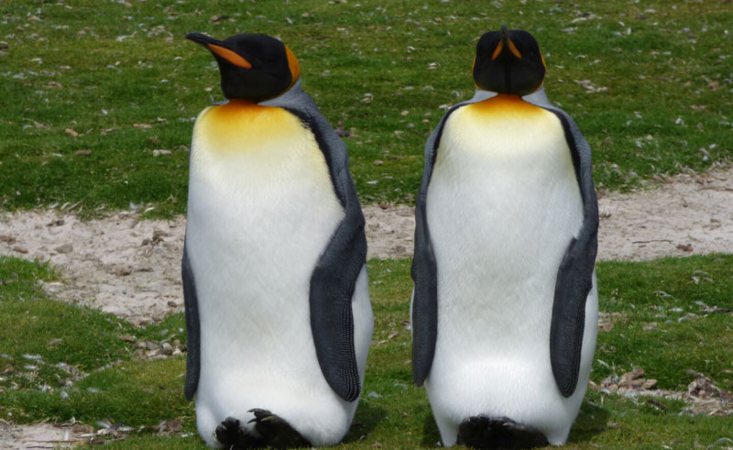 antarctica falklands volunteer point king penguins