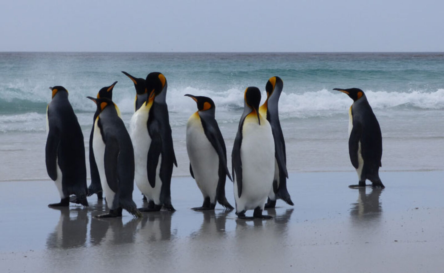 antarctica falklands volunteer point king penguins beach