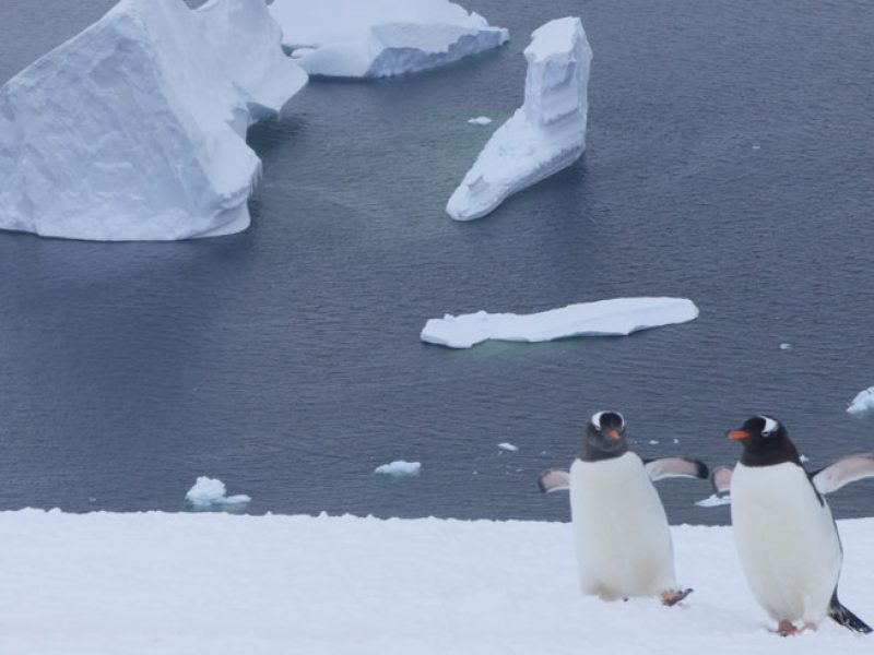 antarctica penguin