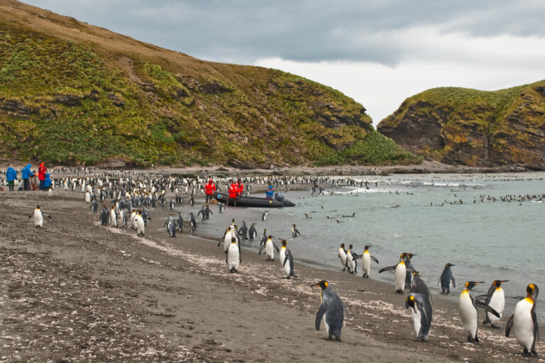 antarctica south georgia king penguins gold harbour istk
