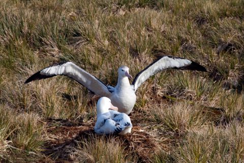 antarctica south georgia nesting wandering albatross istk