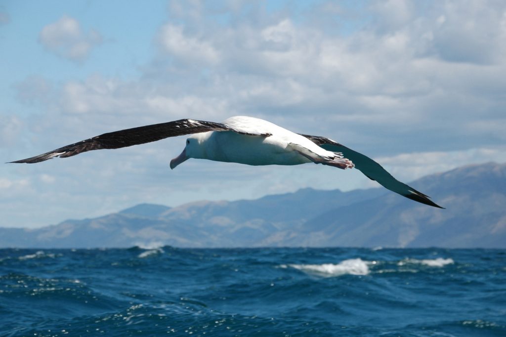 antarctica wandering albatross istk