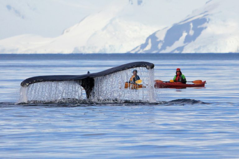 antartica peninsula kayaks with humpback adstk