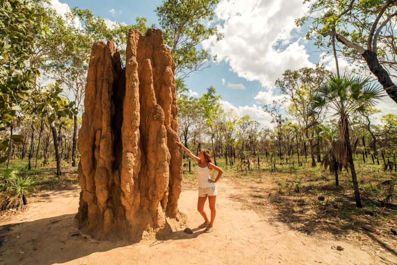 australia northern territory litchfield national park termite mound istk