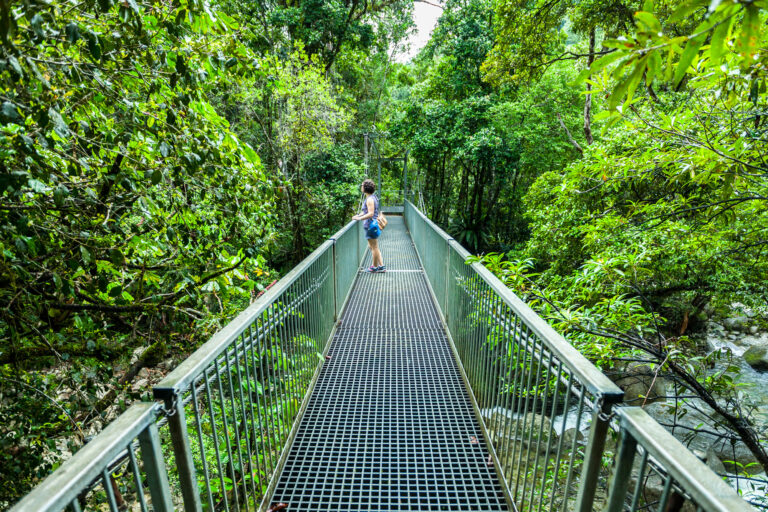 australia queensland bridge in Daintree Rainforest istk