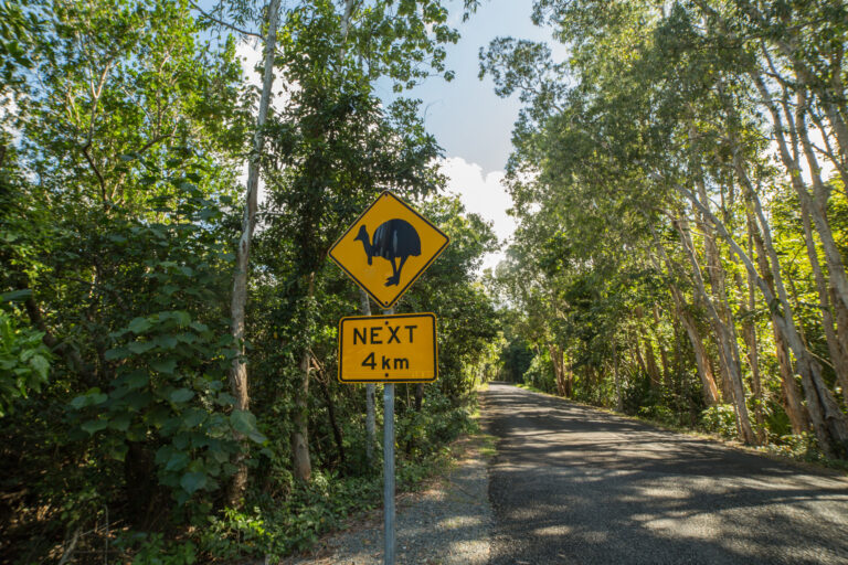 australia queensland daintree rainforest road sign istk