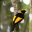 australia queensland regent bowerbird istk