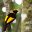 australia queensland regent bowerbird istk