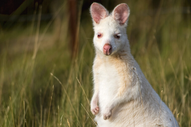 australia tasmania bruny island white bennetts wallaby istk
