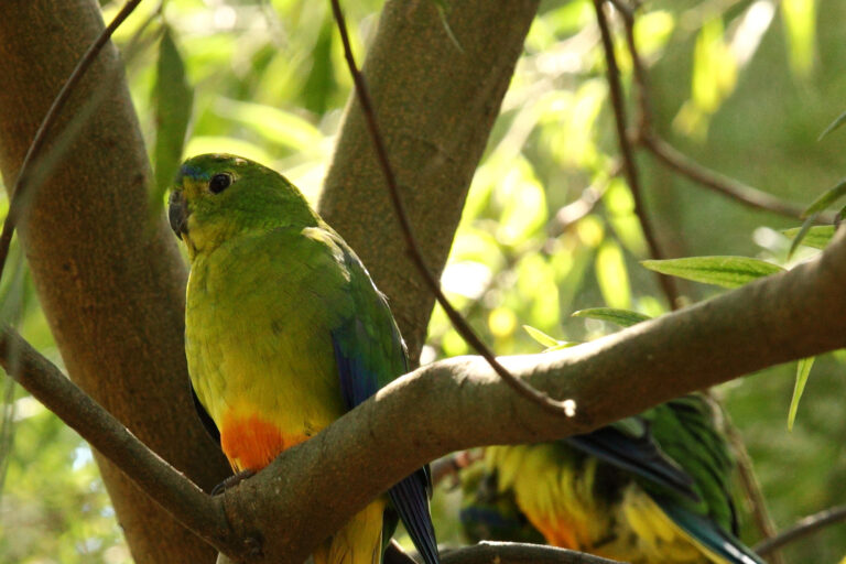 australia tasmania orange bellied parrot istk