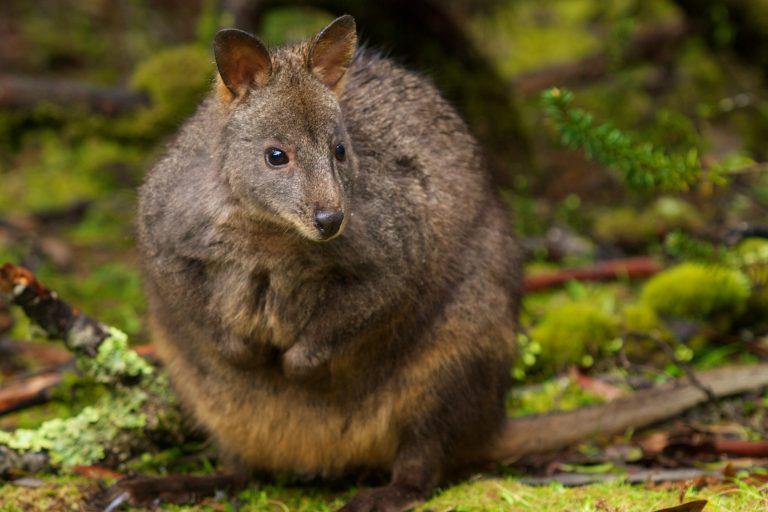 australia tasmania pademelon istk