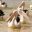australia victoria phillip island australian pelicans istk