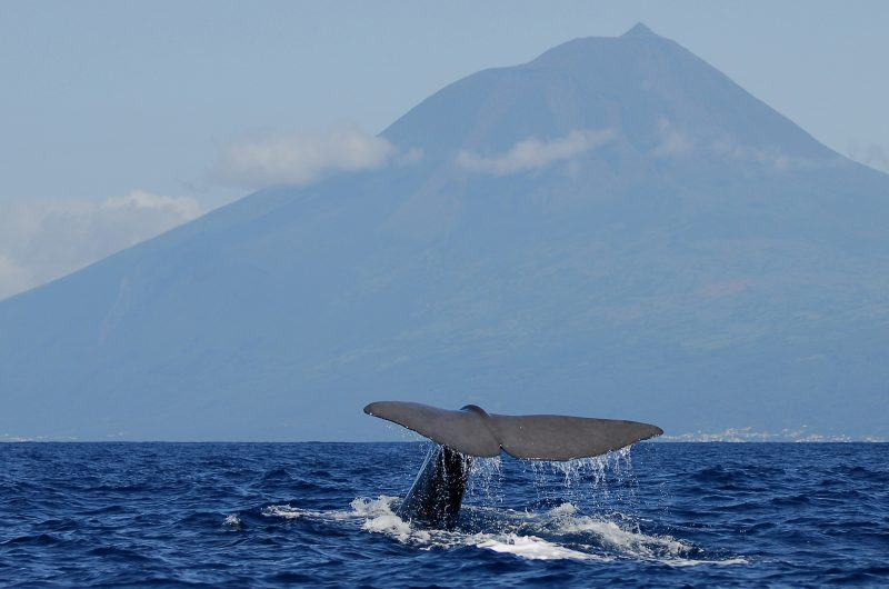 azores pico island sperm whale tail