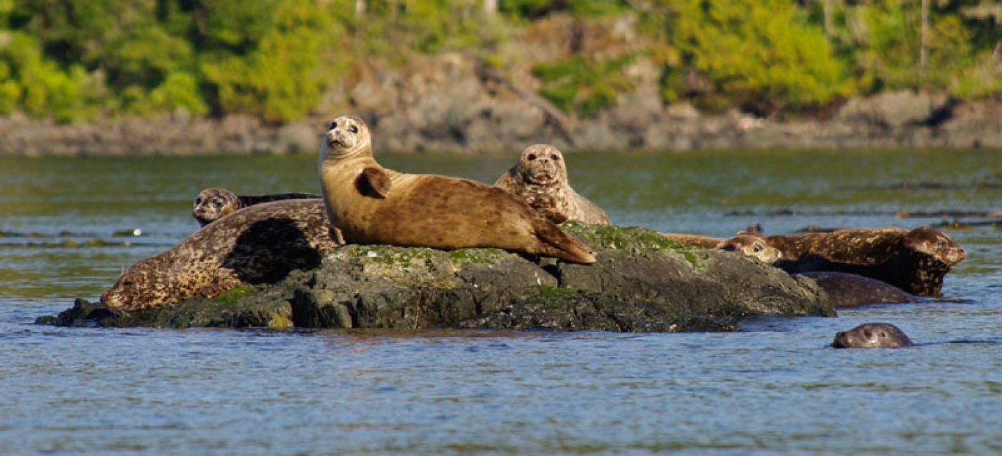 canada bc harbour seals