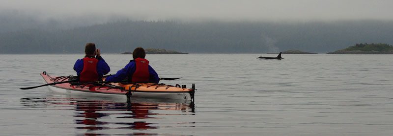 canada bc kayaking with orca