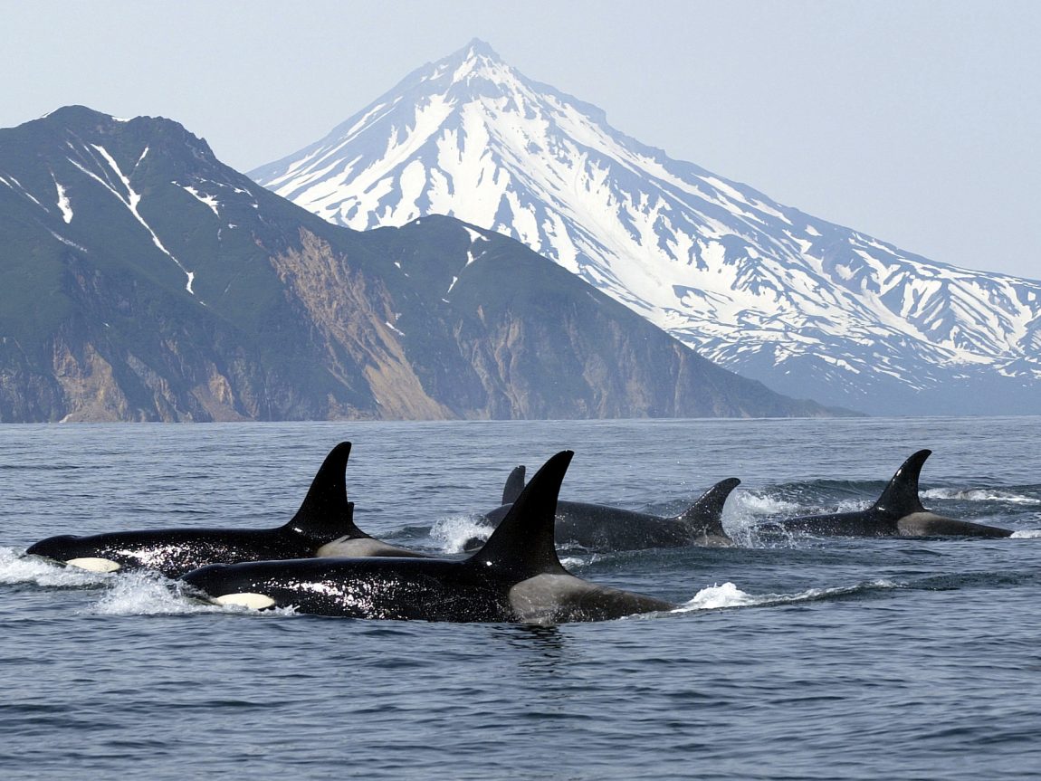 canada british columbia vancouver island orca istk