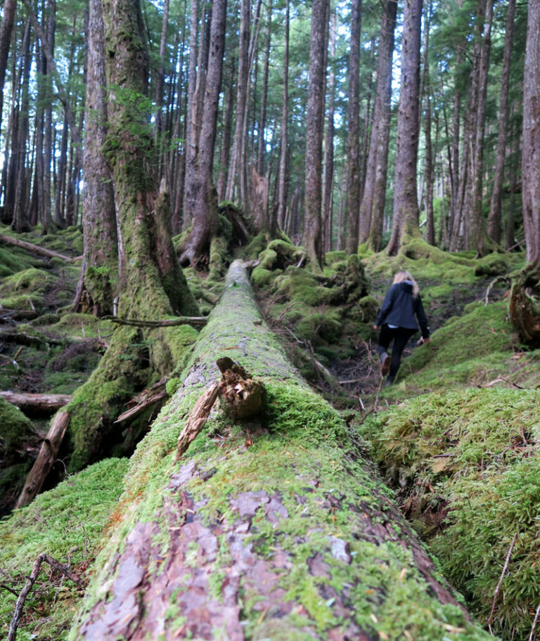 canada haida gwaii forest walk lg