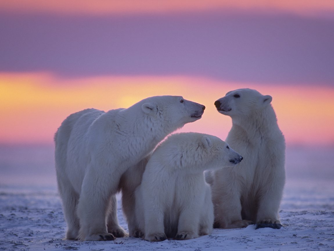 canada manitoba churchill polar bears sunset istk