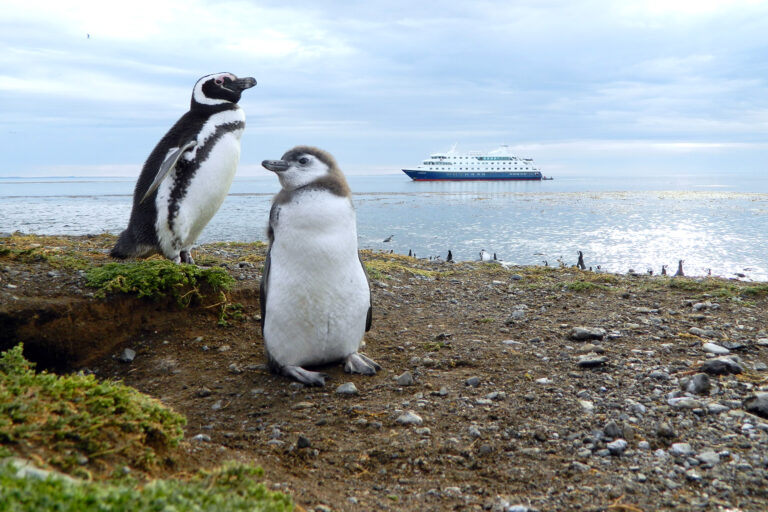 chile patagonia magdalena island ship penguins aust
