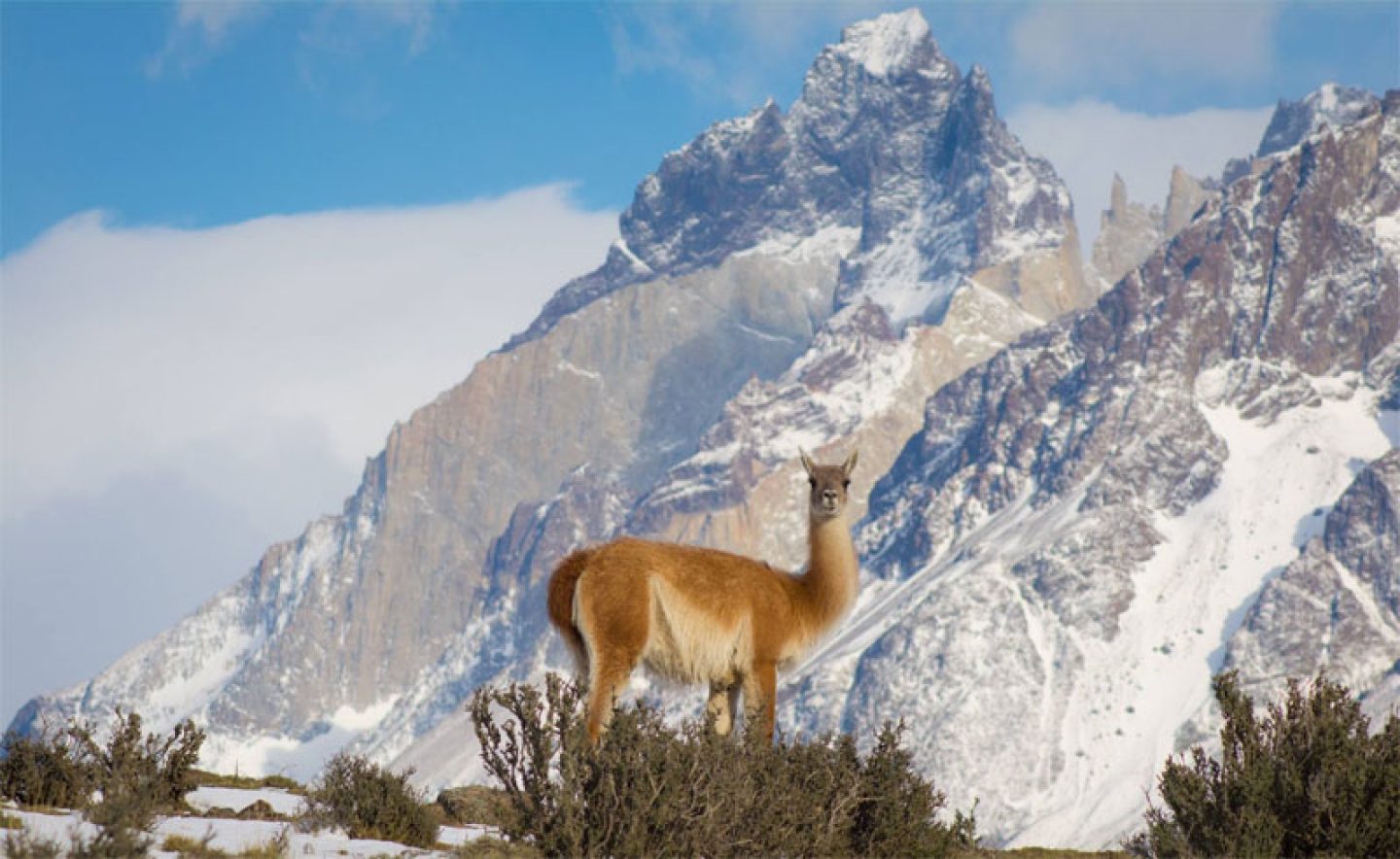 chile patagonia wildlife llama