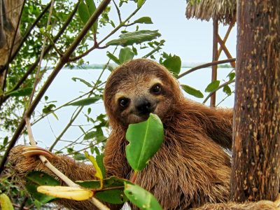costa rica young sloth eating mangrove leaf istk